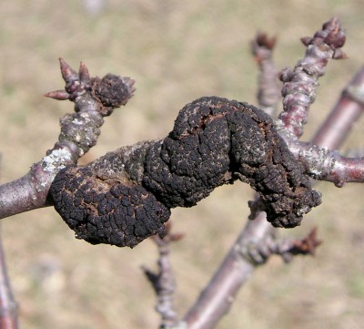 Black knot causes a distinctive black swelling on the branches of susceptible trees in the genus Prunus, mainly plums and cherries. Photos: Mark Longstroth/MSU Extension.