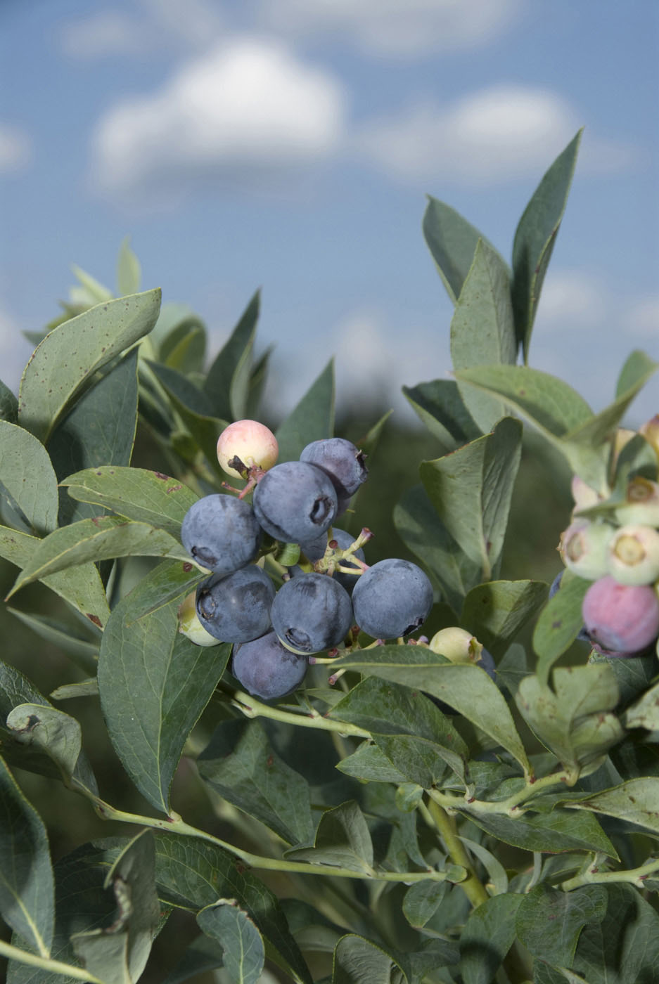 blueberries bushes
