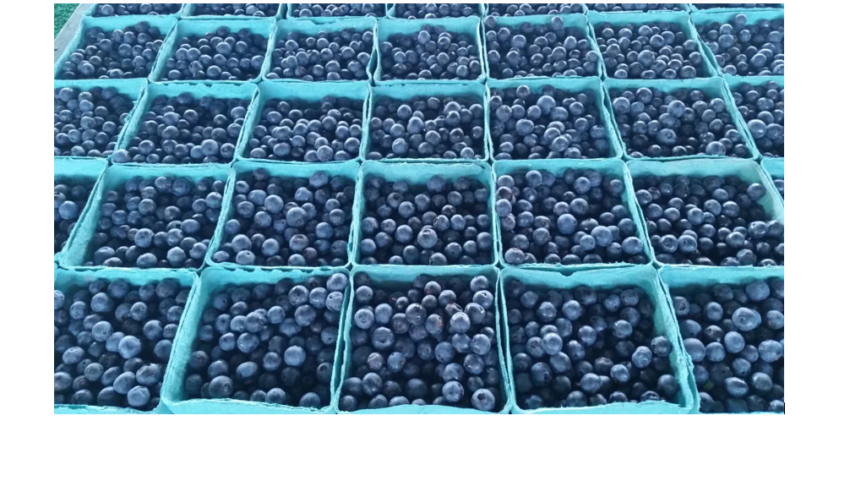 Mississippi blueberries growing in popularity, challenges