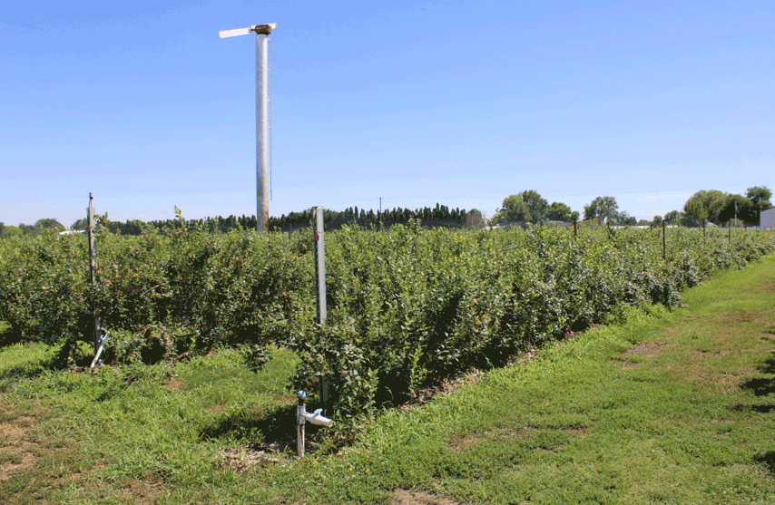 Fresh Views: Innovative freeze protection strategies for fruit crops