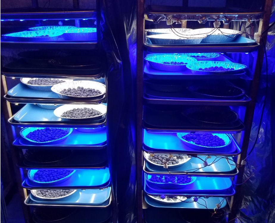 Blue light to increase blueberry quality, fight disease studied by UGA