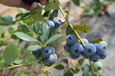 blueberries_organic-USDA