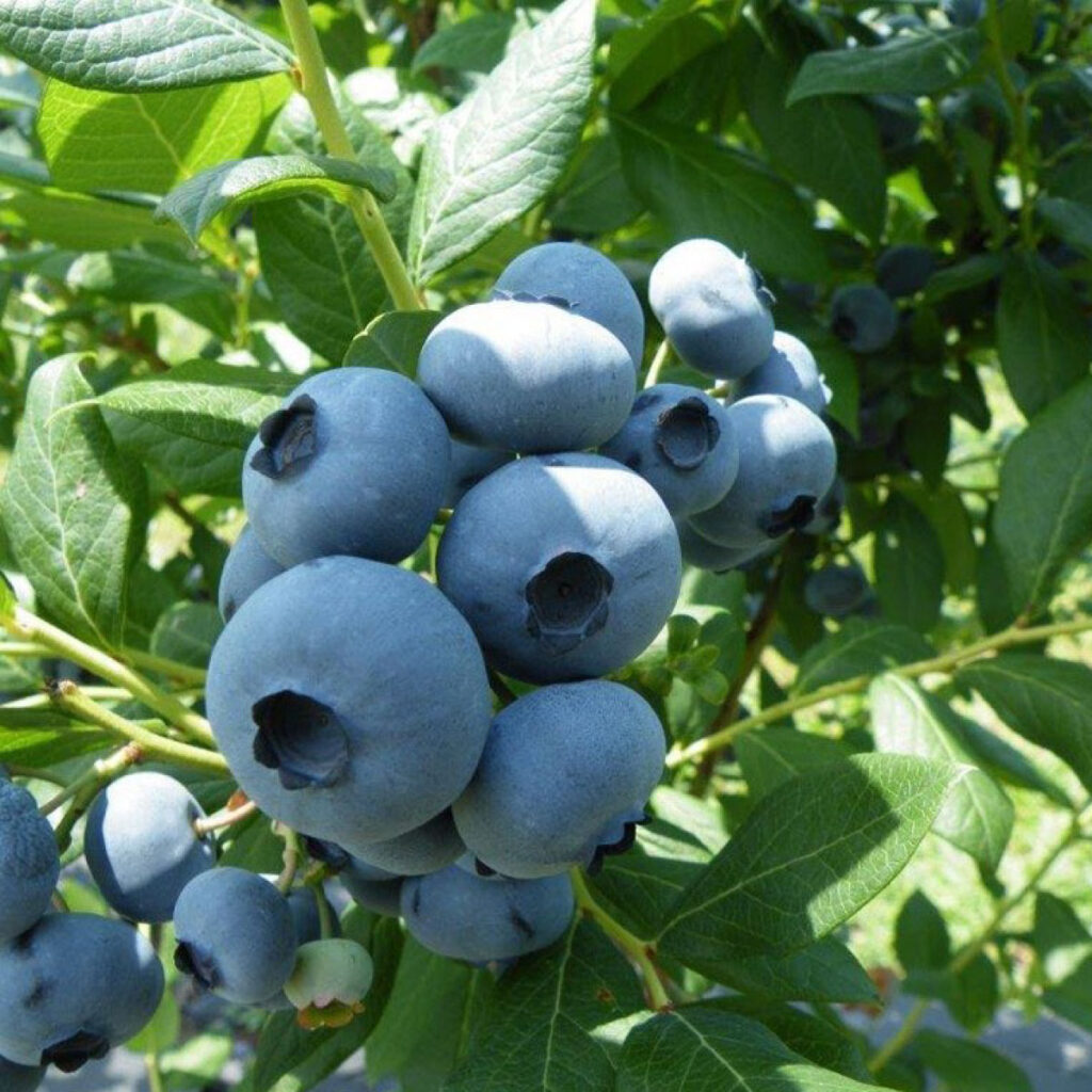 2021 preharvest blueberry webinar set by Michigan State University