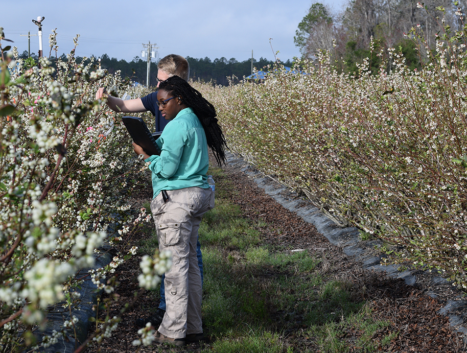 In story of blueberries and bees, scientists play matchmaker