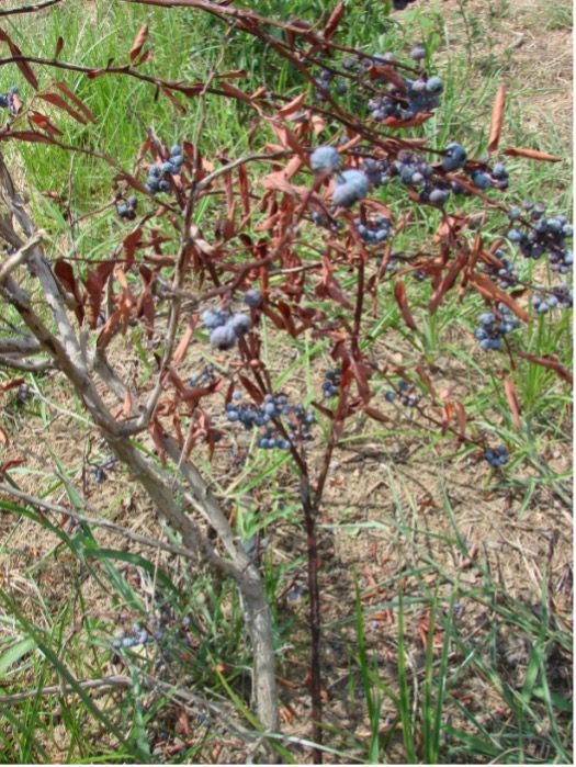 Botryosphaeria stem blight 