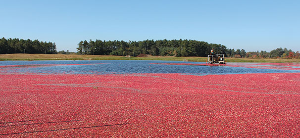 Cranberry industry buoyed by dried fruit market