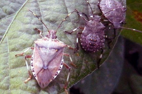 Products with bifenthrin OK’D for use against brown marmorated stink bug