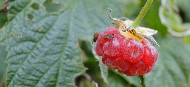 Spotted wing drosophila here to stay