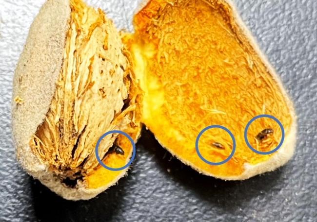 New, old pests found in California nut, pear orchards