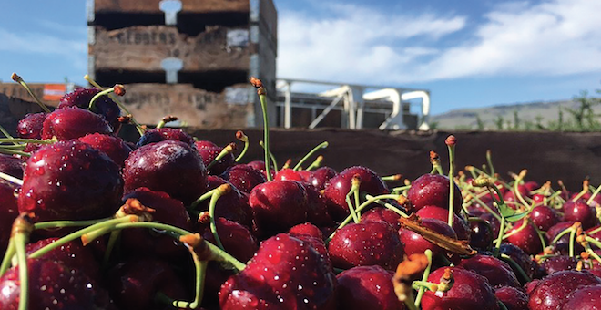 Cherry field day takes virtual look at techniques