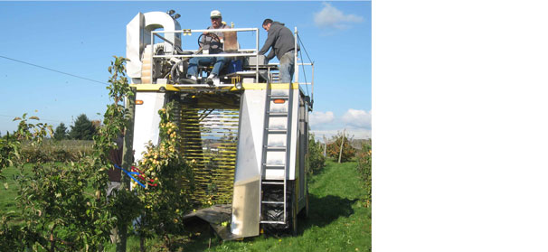 Cider apples might work for Washington growers