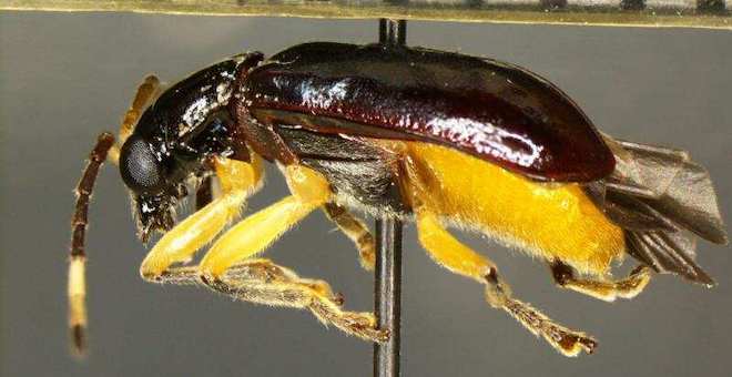 Rare pest found in Mexican fruit at border