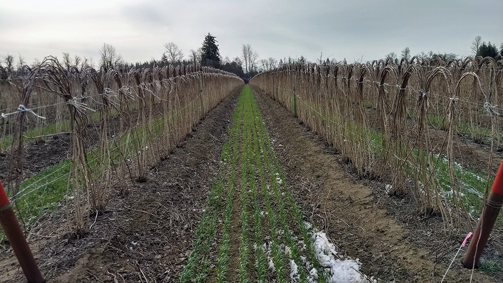 Cover crops for berry growers