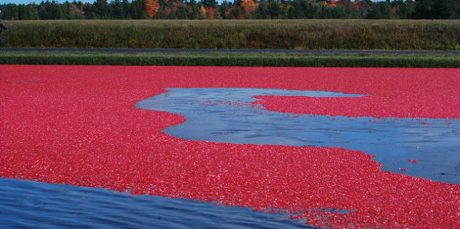 USDA: Cranberry production to rise, grapes, peaches and pears down