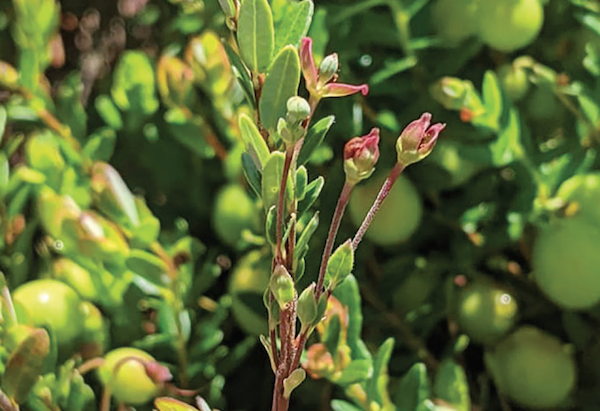 Researchers ponder presence of cranberry false blossom