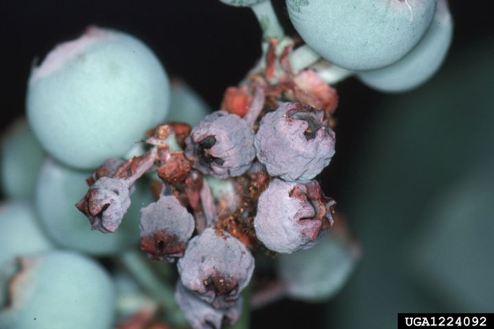 Fruitworm control in blueberries for 2020