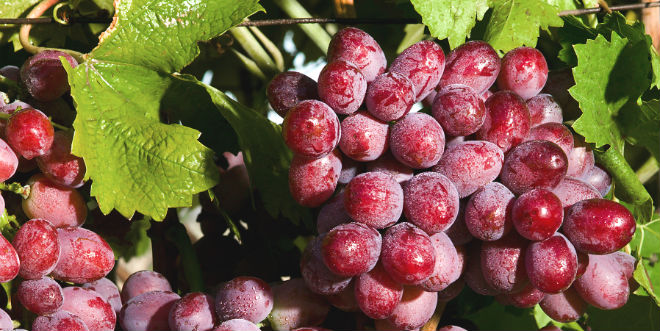 Washington winegrowers warn about proposed tax