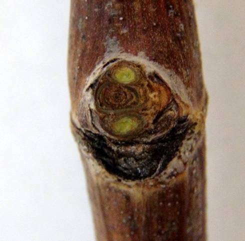 Extreme cold events saw varied responses in Michigan’s viticulture areas
