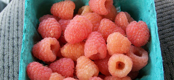 Cornell breeder releases two new raspberries