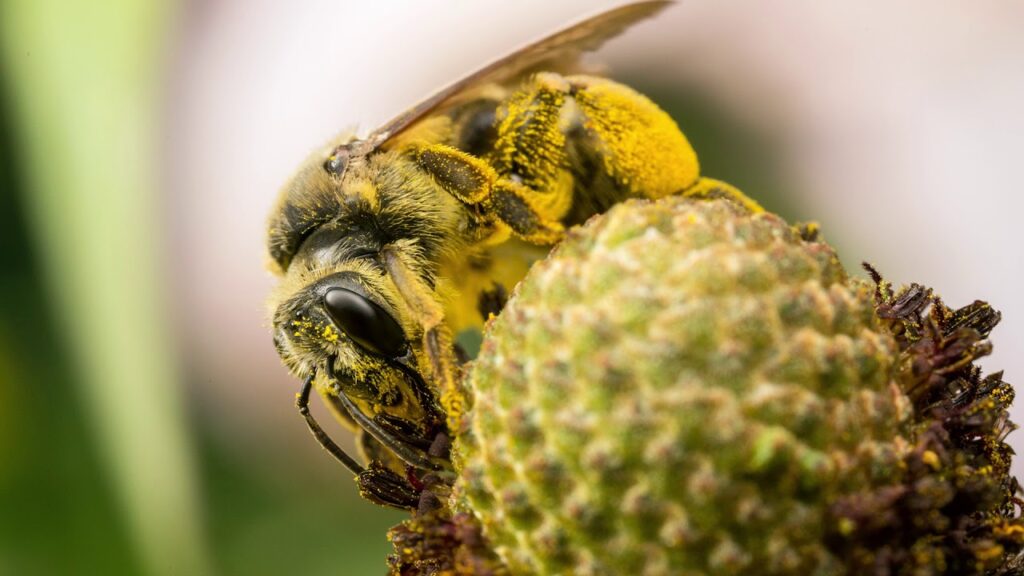 USDA seeks nominations for National Pollinator Subcommittee