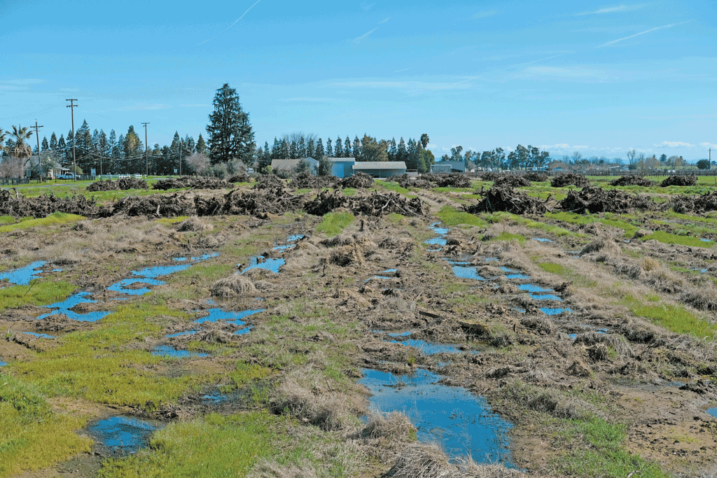 Growers scrap vineyards as market dims
