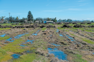 California farms adapt to water crisis with AI, drip irrigation and permanent crops