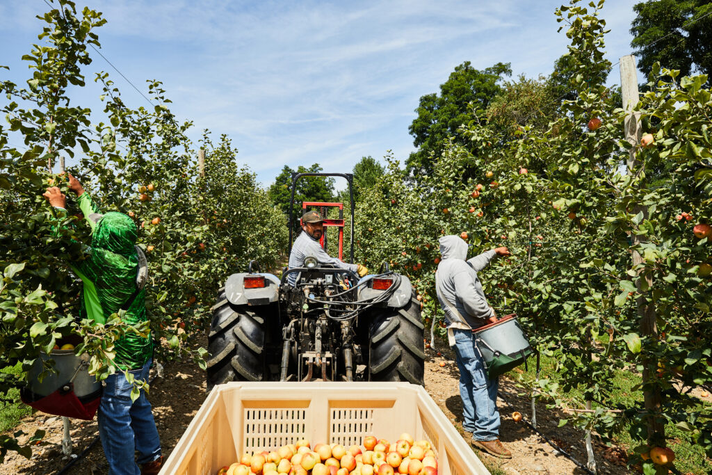 Farm Bureau study: H‐2A use hits record levels