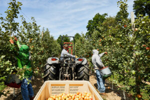 Farm Bureau study: H‐2A use hits record levels