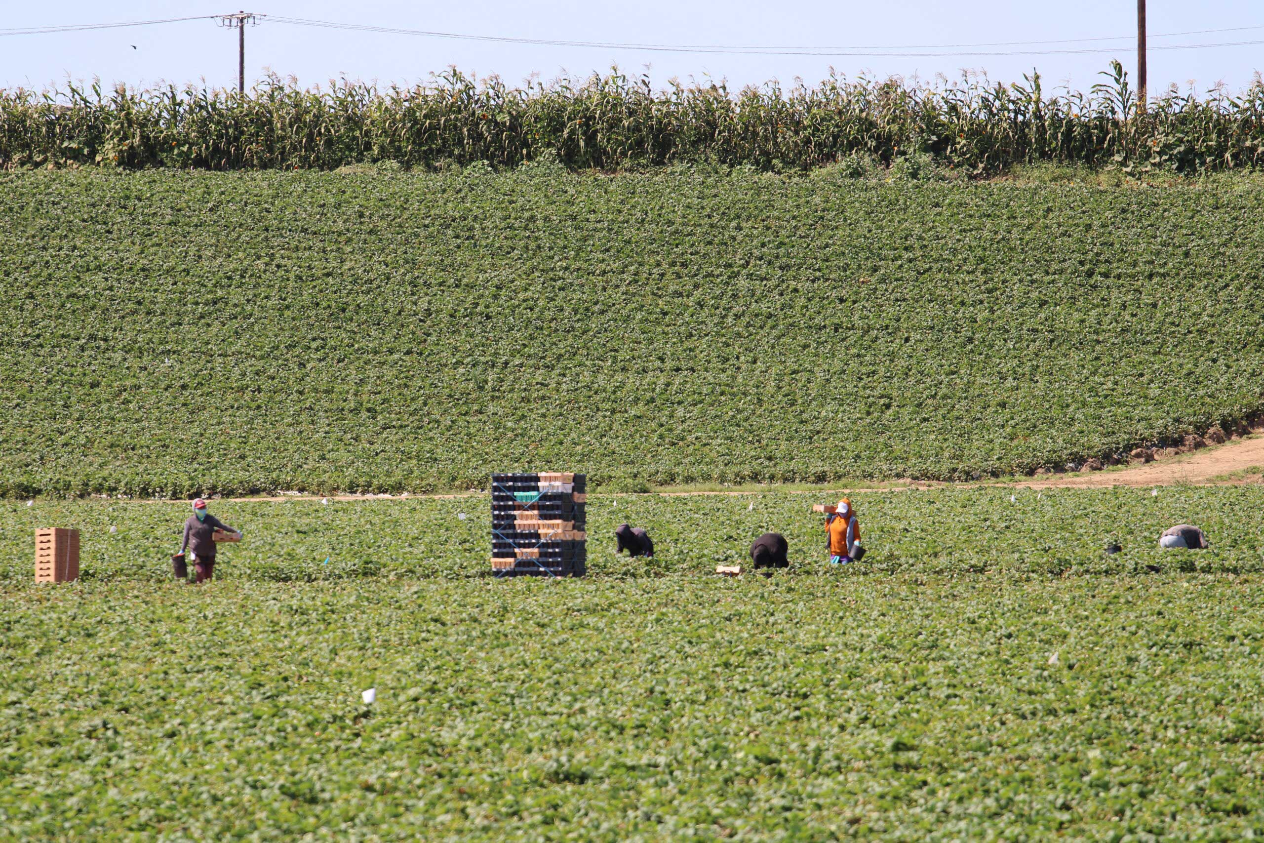 Farmworkers in a field harvesting fruit