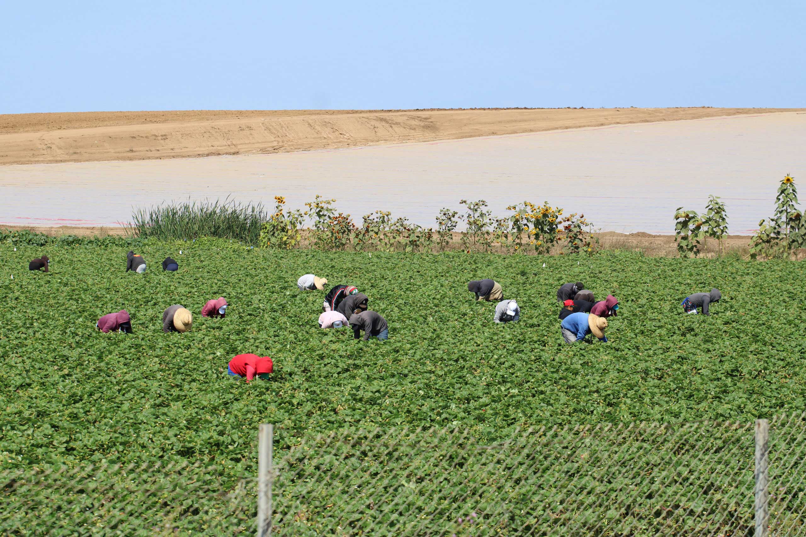 farmworkers harvesting strawberries