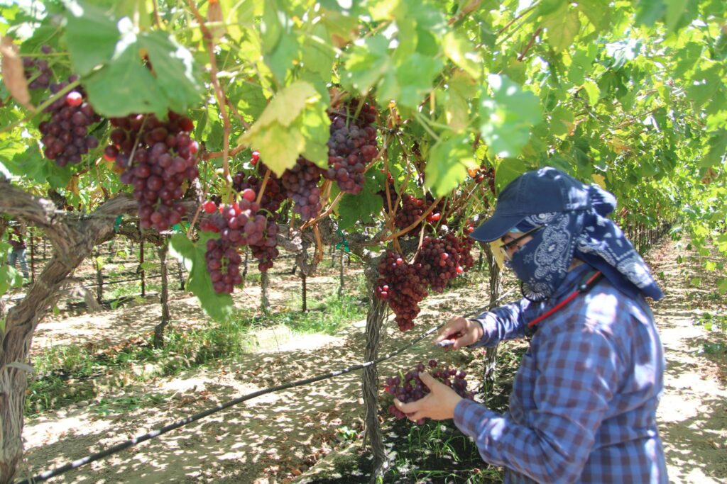 Labor Department to resume processing of H-2A applications