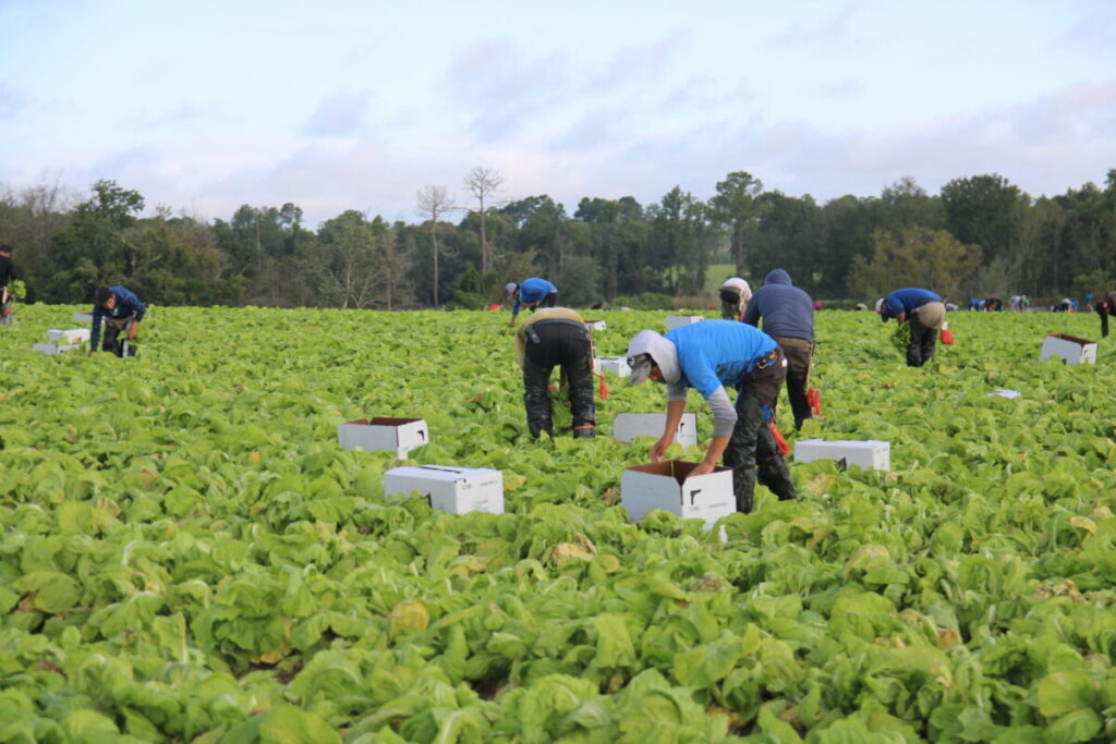 Florida’s new immigration law ignites panic in ag community