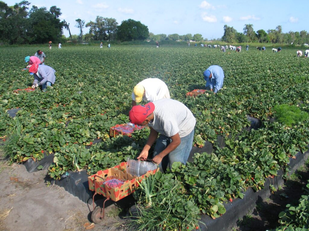 Soaring AEWR costs: Adverse Effect Wage Rates harming growers
