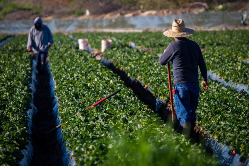 UF, Ag safety center release heat-related illness toolkit