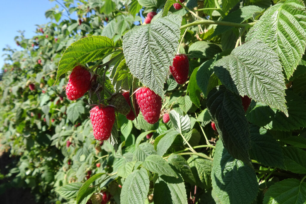 ‘Cascade Premier’ raspberry bred for mechanical harvest by WSU
