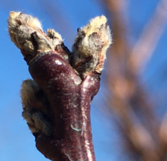 Figure 1. First Swelling