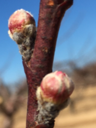 Figure 3. Calix Red