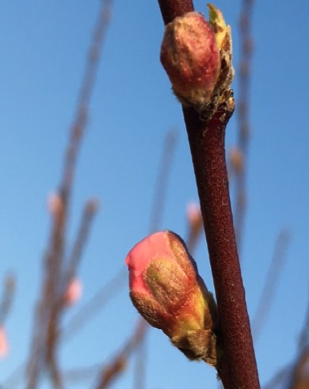 Figure 4. First Pink