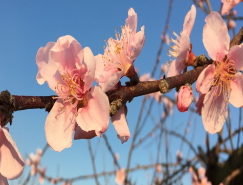 Figure 6. Full Bloom