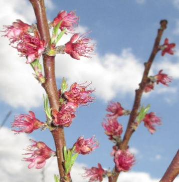 Figure 7. Post Bloom (Petal Fall)