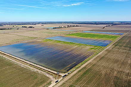 Flooded fields benefit growers, wildlife