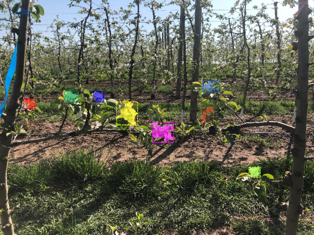 This image shows an example of the flower cluster detection training model. The machine vision system paired with artificial intelligence detects blossoms to be thinned. Credit: Penn State. Creative Commons