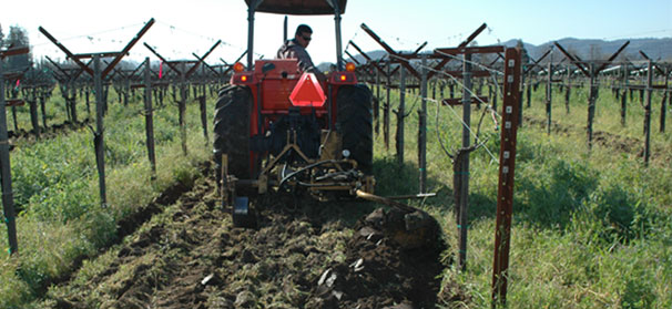 Fruit spurred growth of organic farming movement