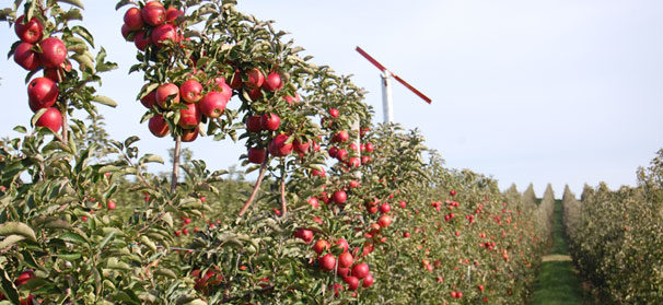 Tips offered to handle apple frost damage during harvest