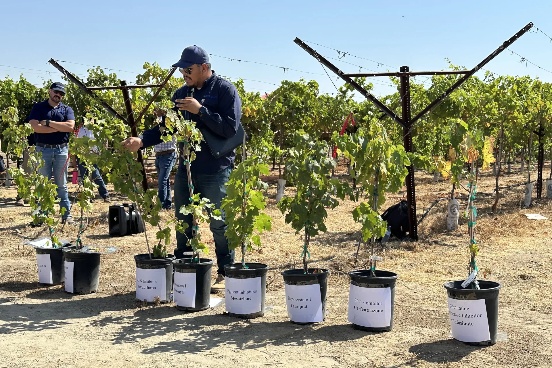 Researcher in vineyard
