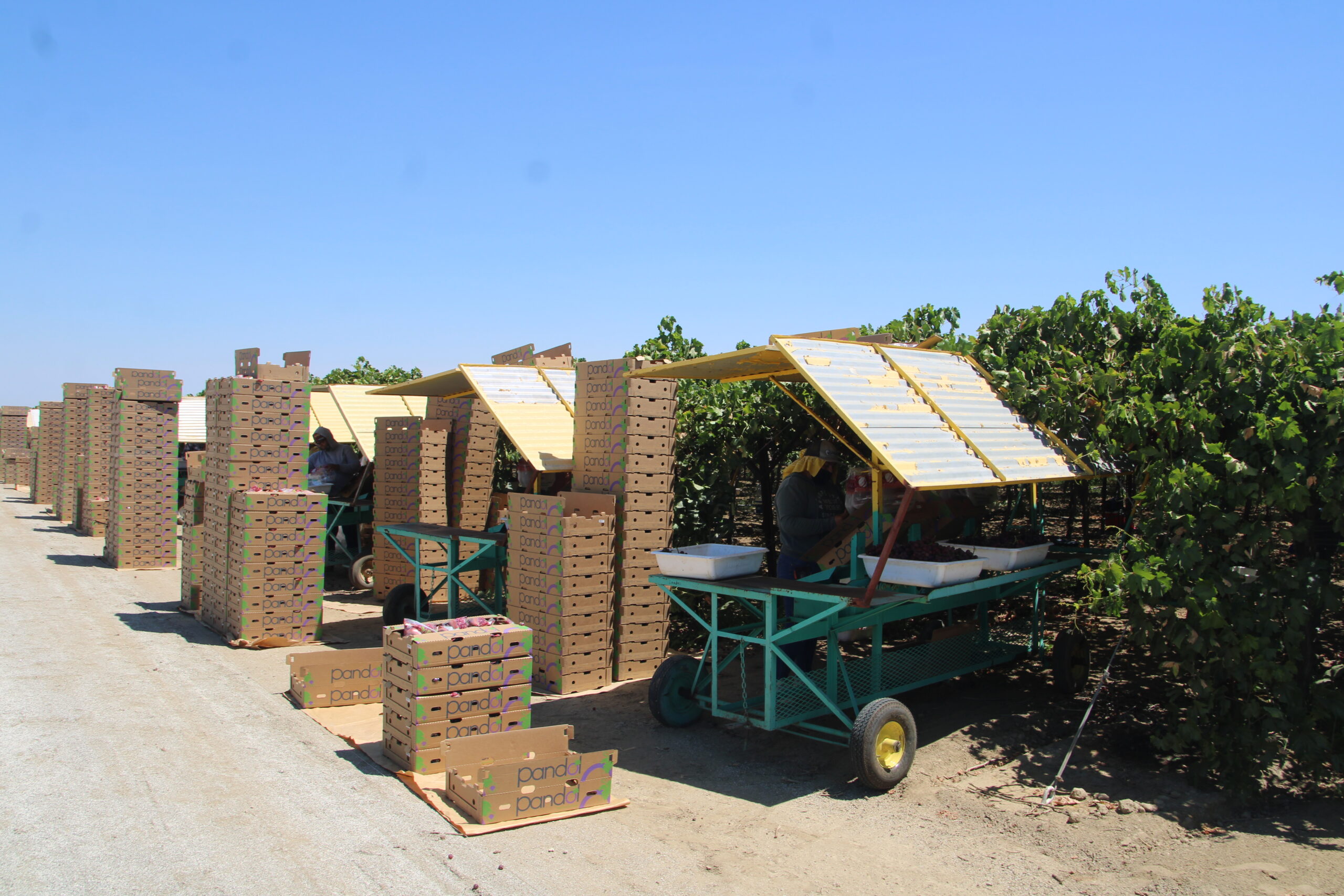grape harvesting table grapes