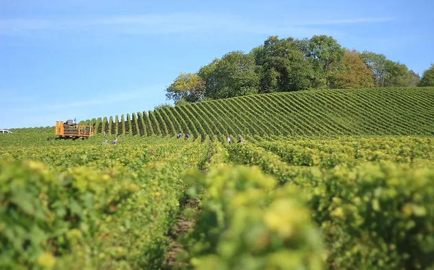 Webinar focuses on winter grapevine pruning