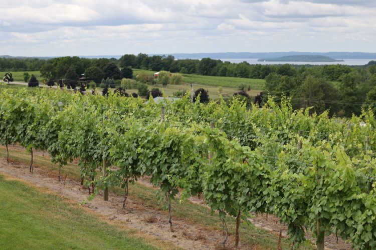 Michigan Viticulture Field Day scheduled