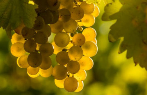 Lodi Grape Day has full list of winegrape topics