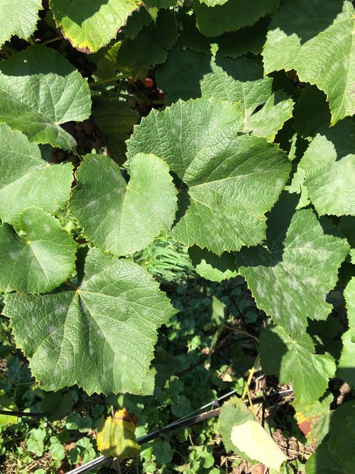 Grapevine powdery mildew fungicide resistance survey